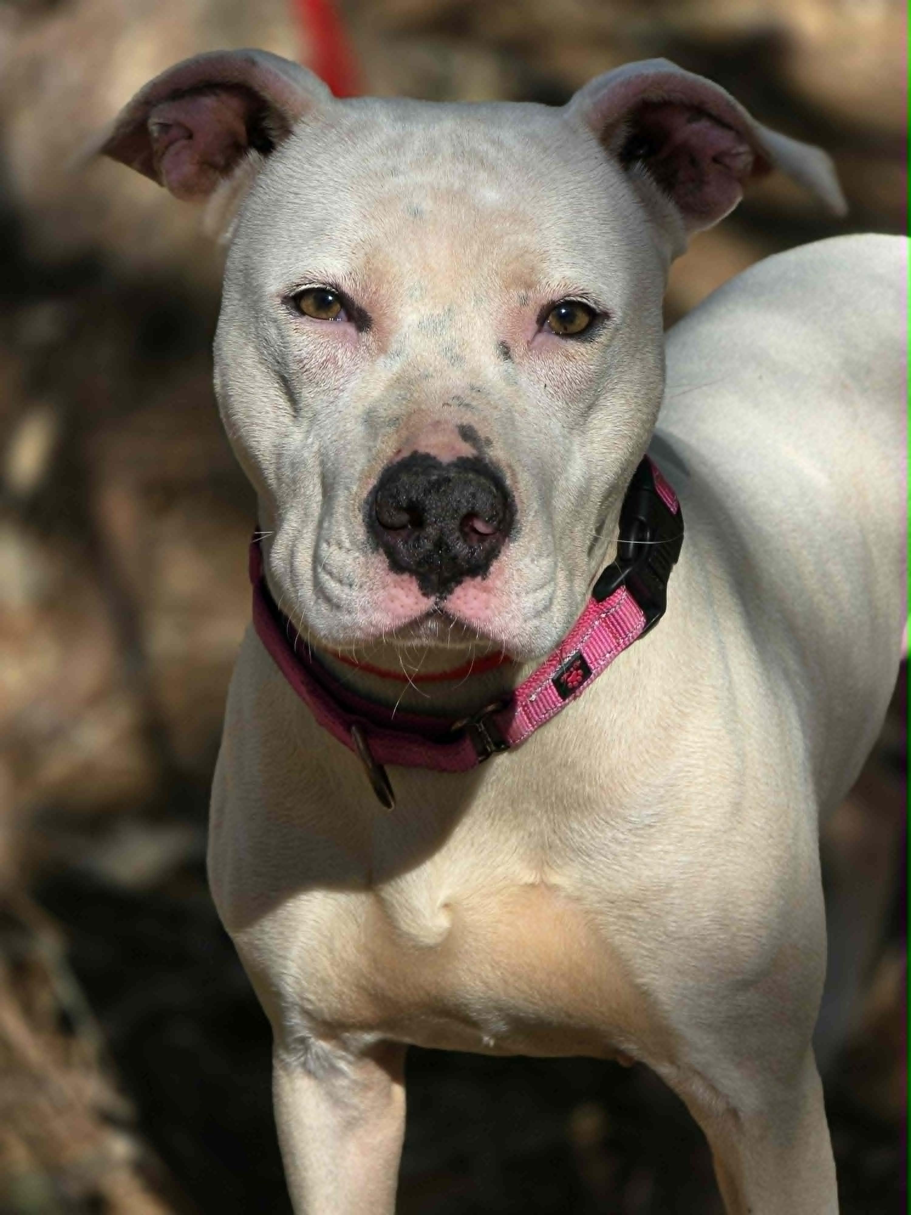 Cali, ADOPTABLE, Adult Female Pit Bull Terrier.