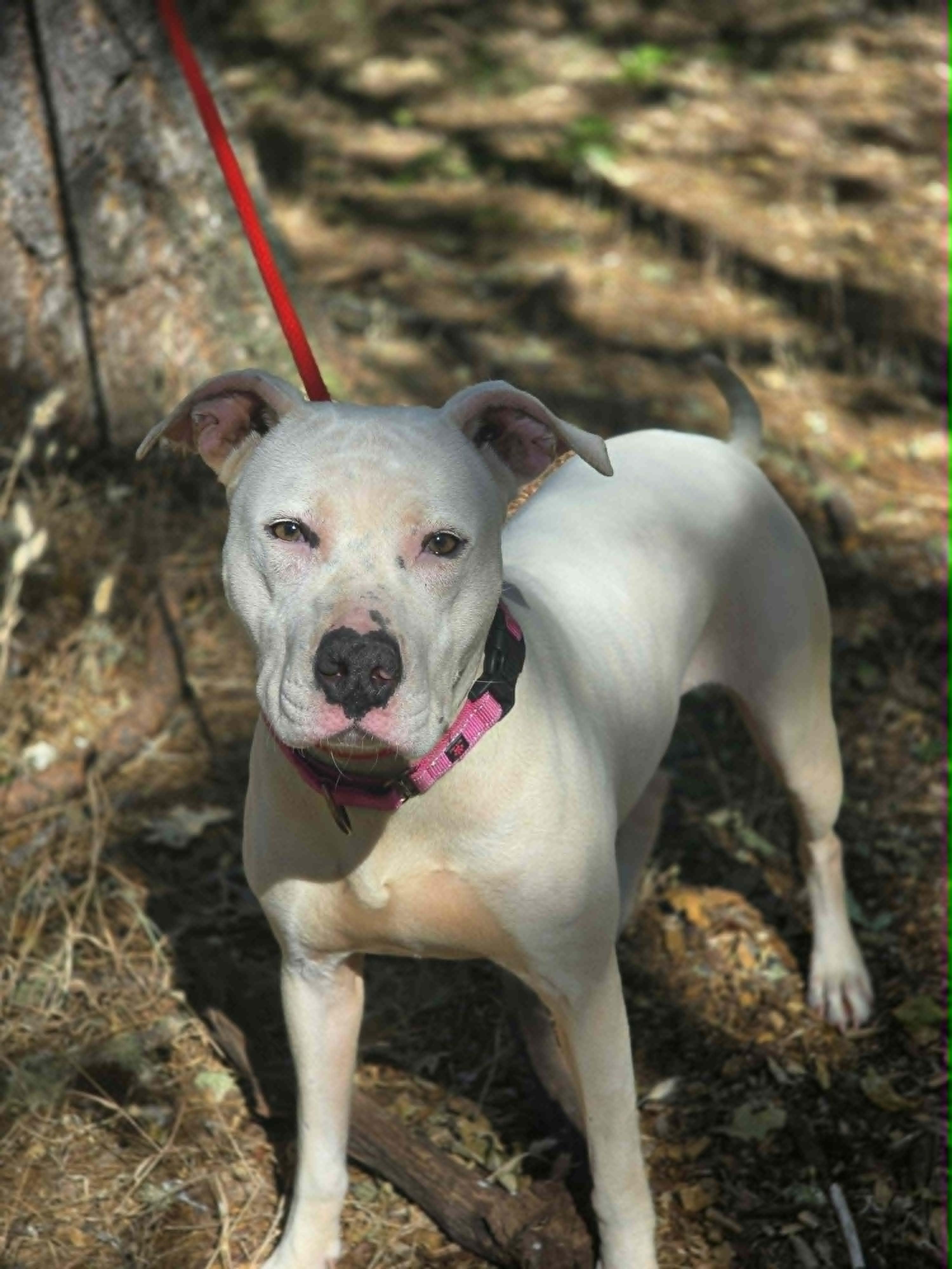 Cali, a ADOPTABLE Pit Bull Terrier in Grants Pass, OR image 3/4