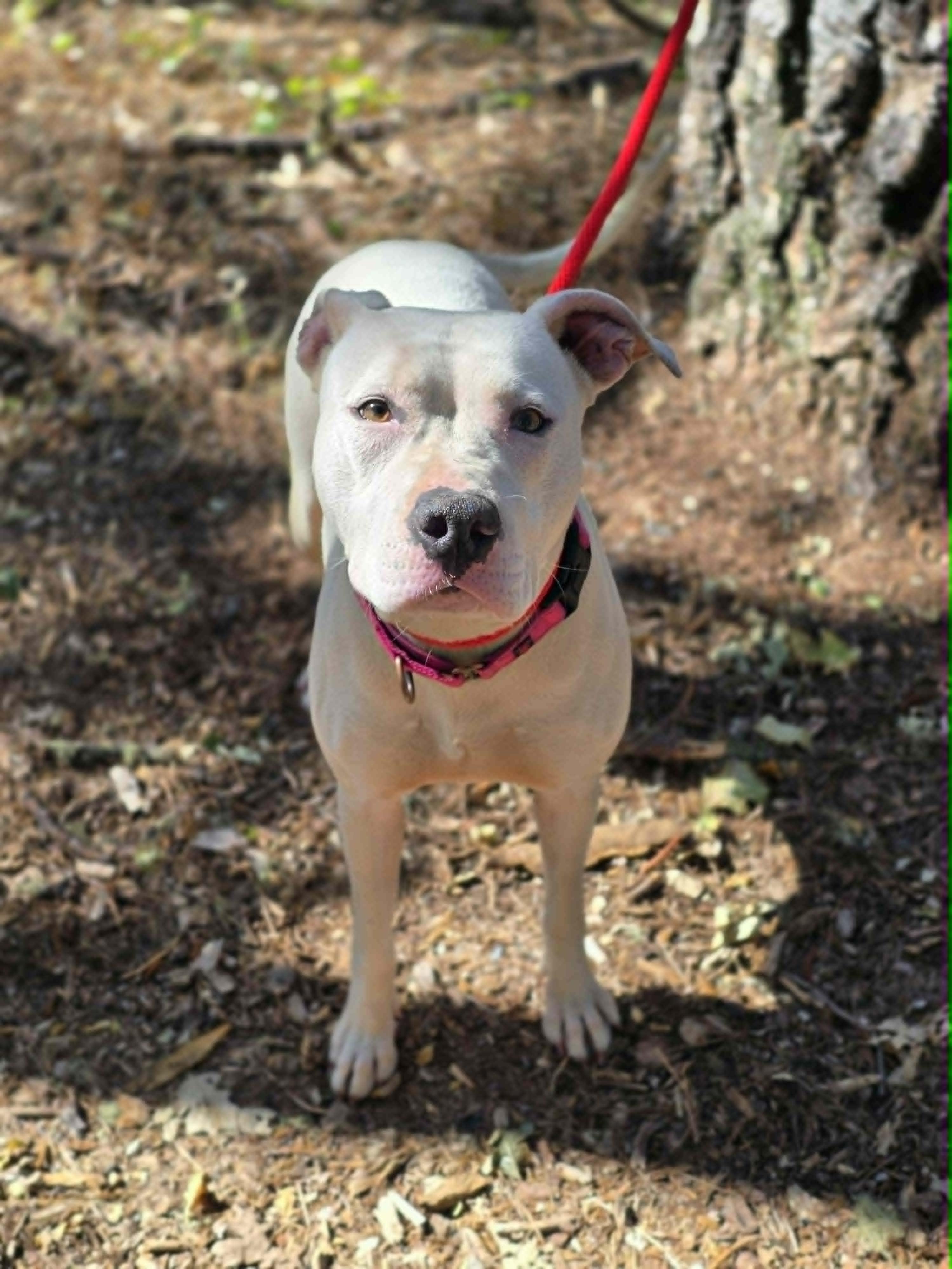 Cali, a ADOPTABLE Pit Bull Terrier in Grants Pass, OR image 2/4