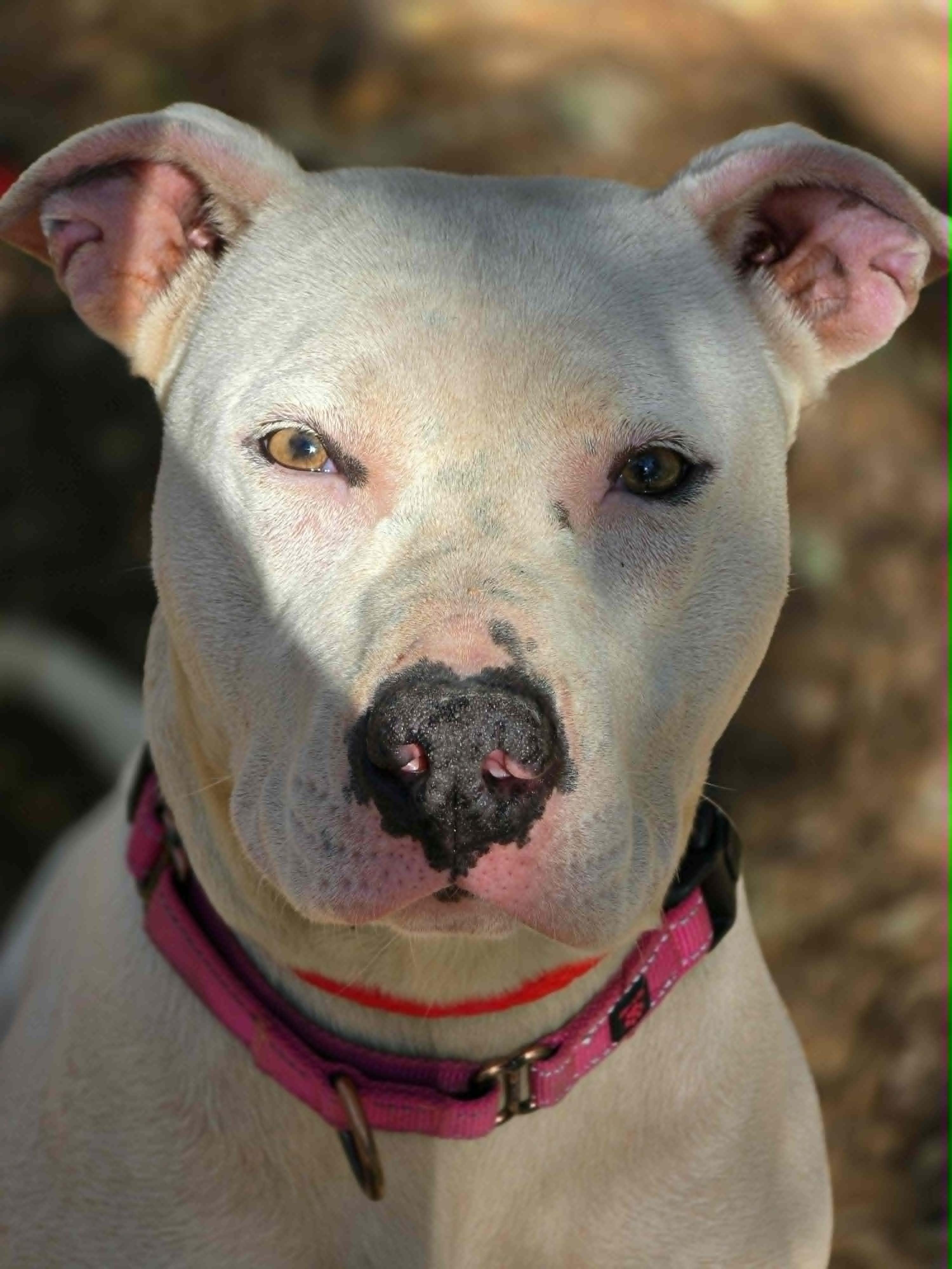 Cali, a ADOPTABLE Pit Bull Terrier in Grants Pass, OR image 4/4