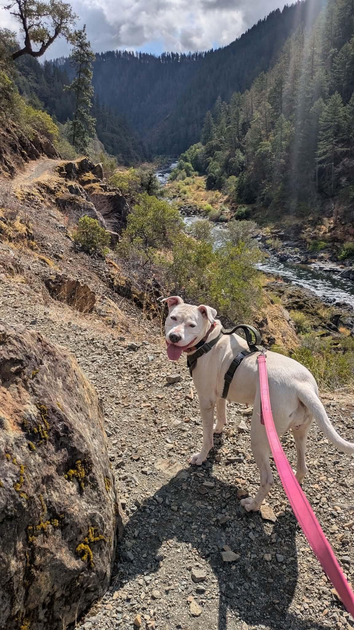 Cali, Adoptable, Adult Female Pit Bull Terrier.