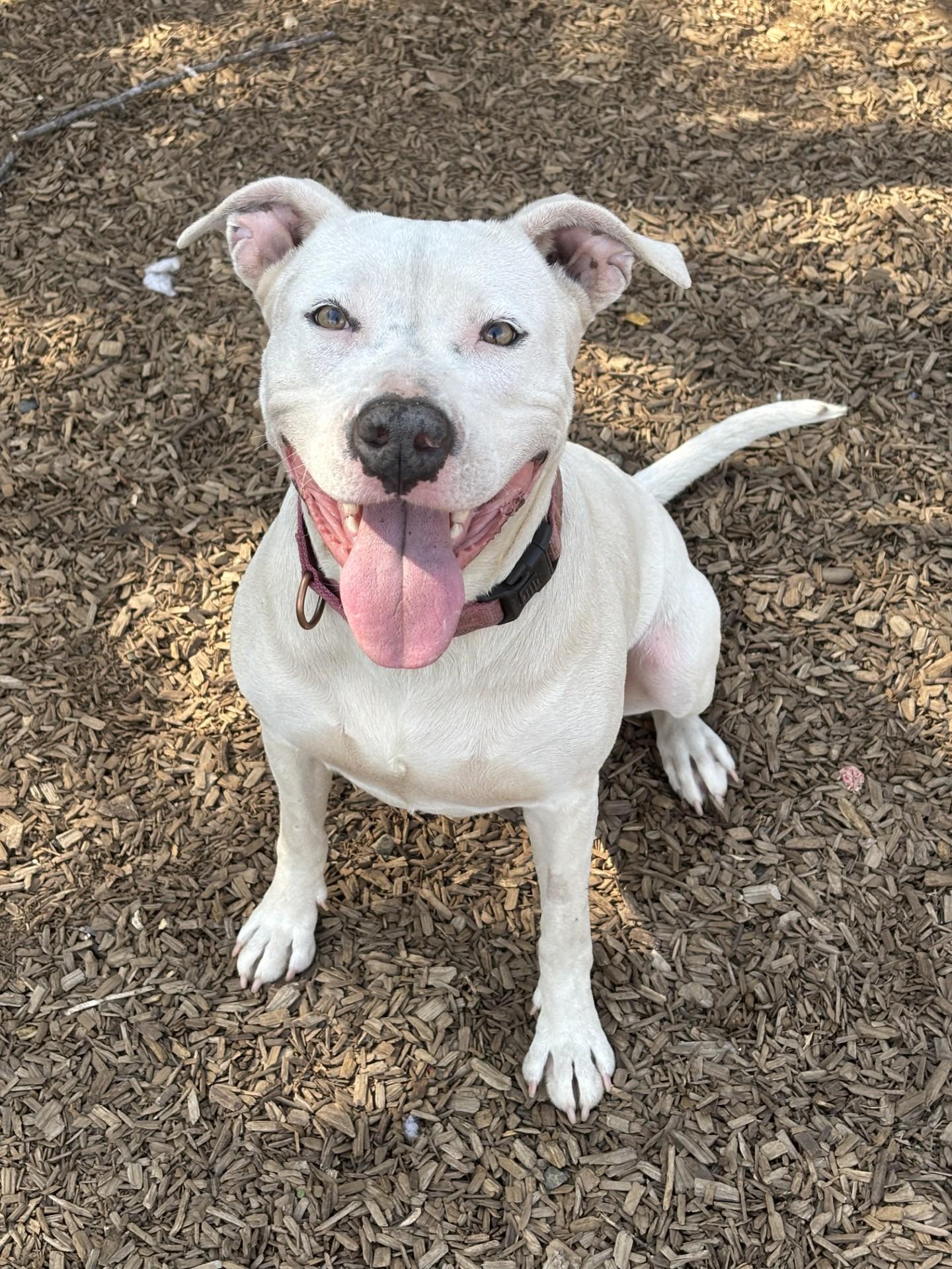 Enlarge Cali, a Adoptable Pit Bull Terrier in Grants Pass, OR image 3/6