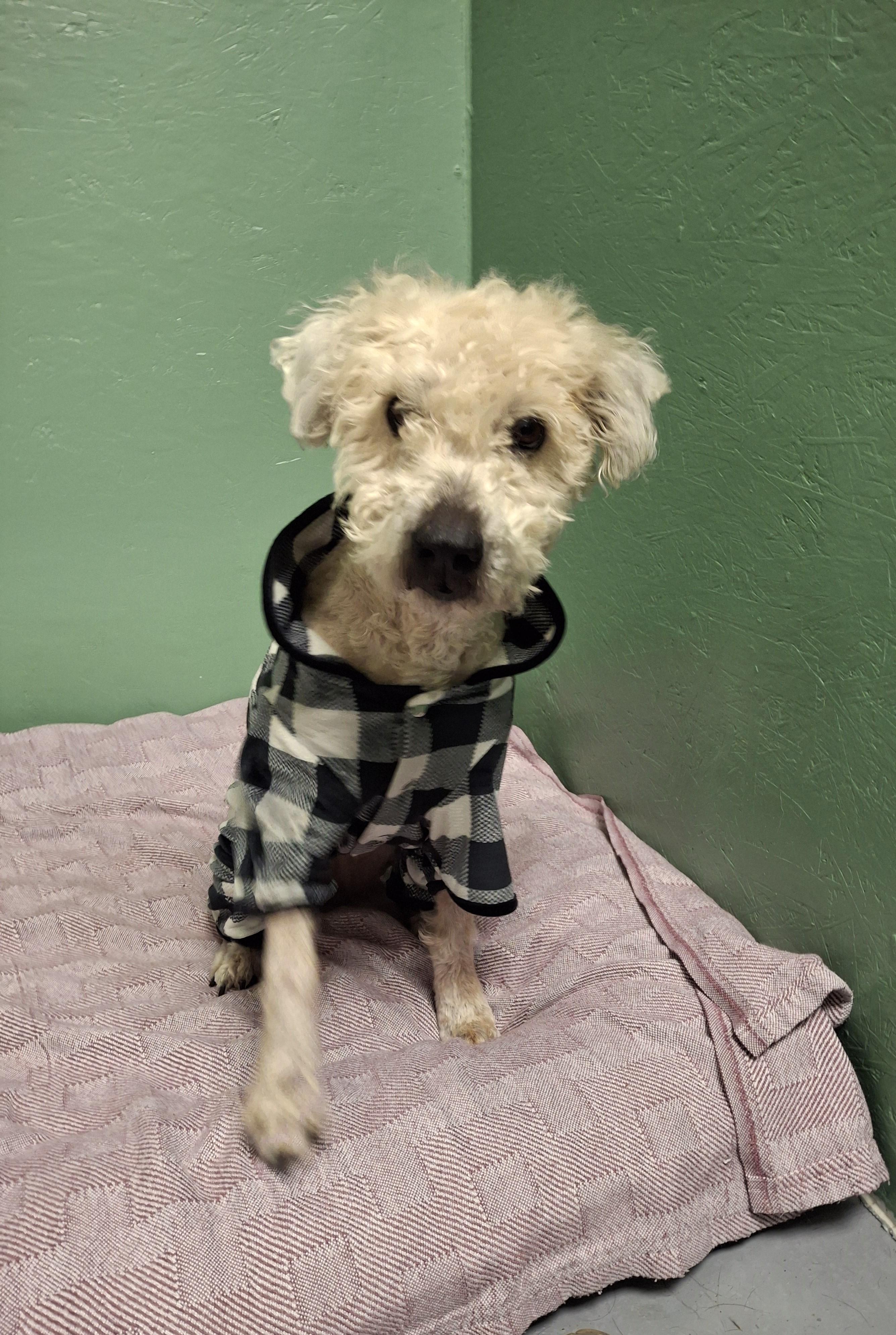 Enlarge Annie, a ADOPTABLE mixed breed in Victoria, BC image 2/3