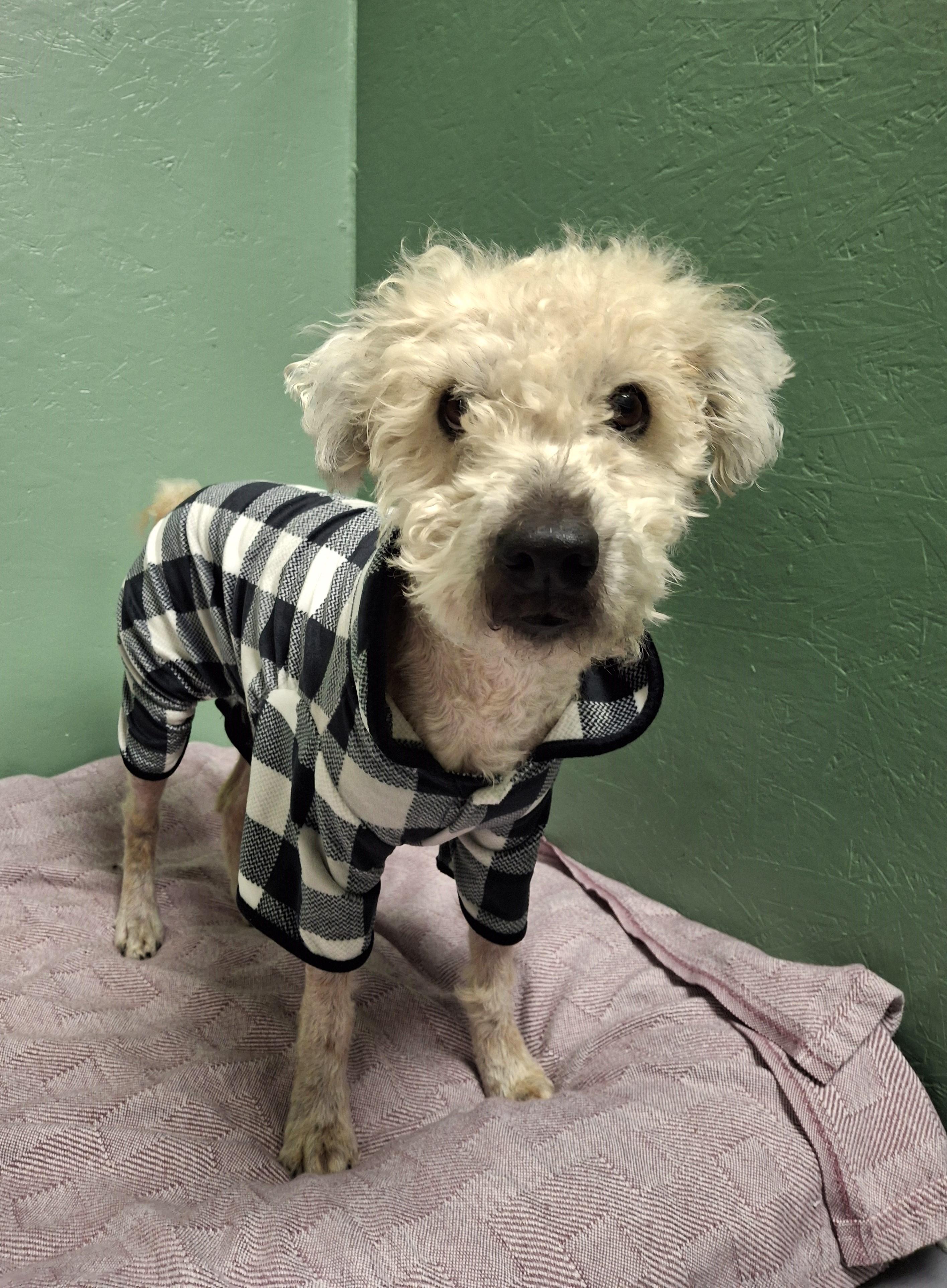 Enlarge Annie, a ADOPTABLE mixed breed in Victoria, BC image 1/3