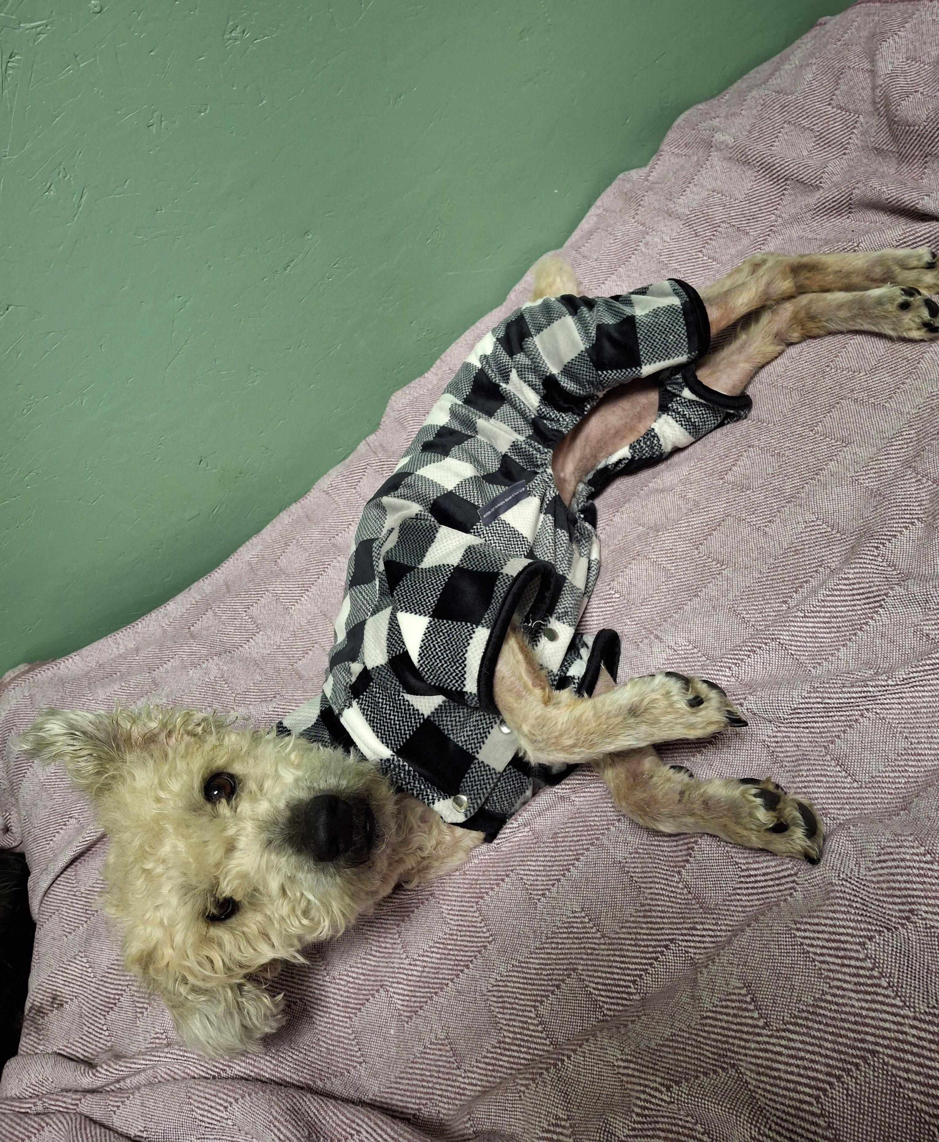 Enlarge Annie, a ADOPTABLE mixed breed in Victoria, BC image 3/3