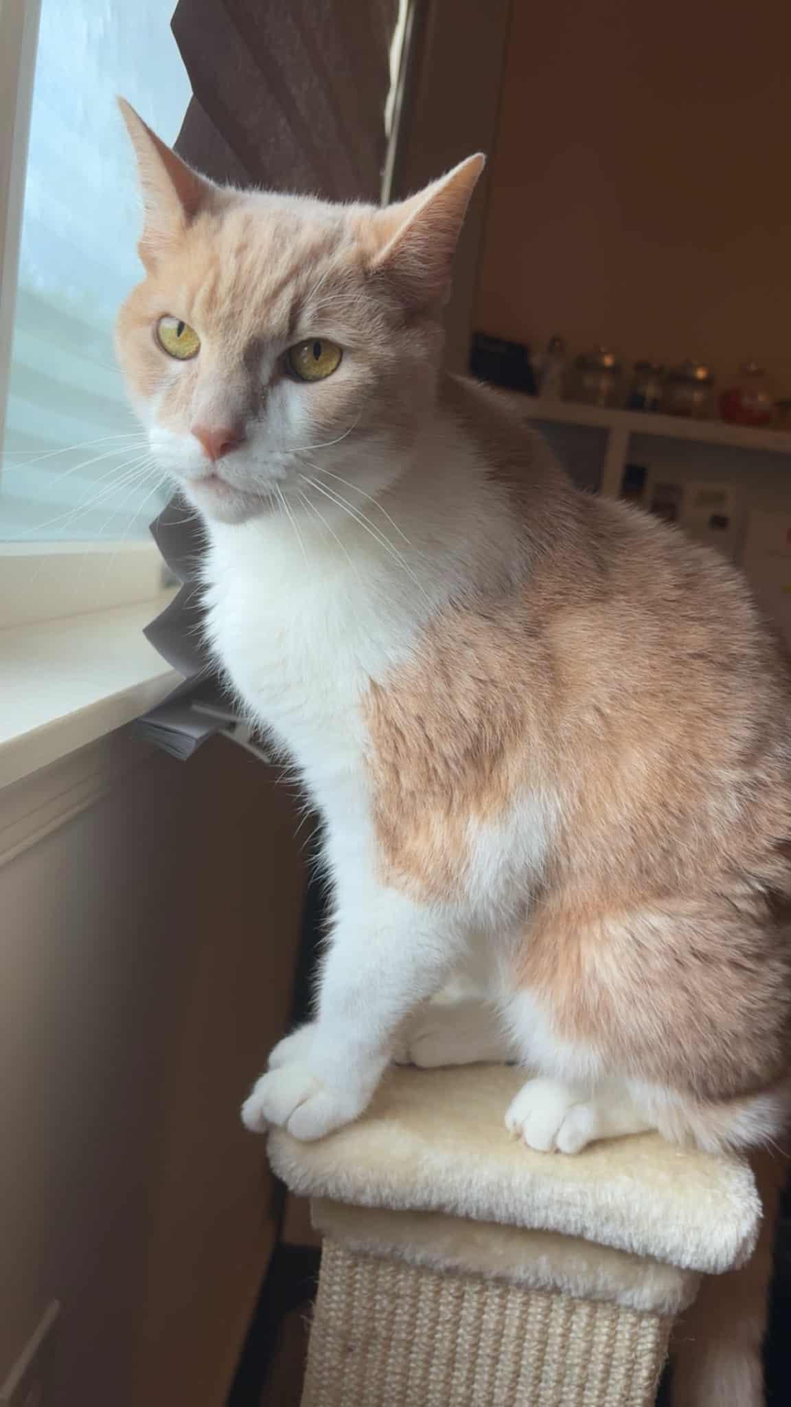 Missy, Adoptable, Senior Female Domestic Short Hair.