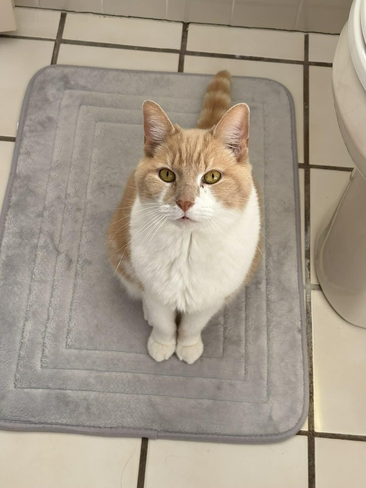 Enlarge Missy, a Adoptable Domestic Short Hair in Blue Bell, PA image 1/6