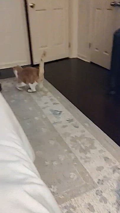 Enlarge Missy, a Adoptable Domestic Short Hair in Blue Bell, PA video 2/6