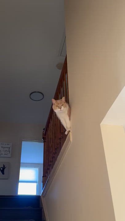 Enlarge Missy, a Adoptable Domestic Short Hair in Blue Bell, PA video 2/6