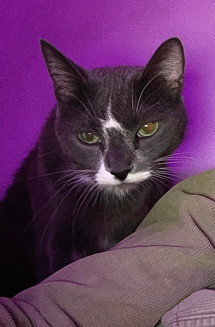 Enlarge Silvia , a Adopted Domestic Short Hair in mattoon, IL image 1/1