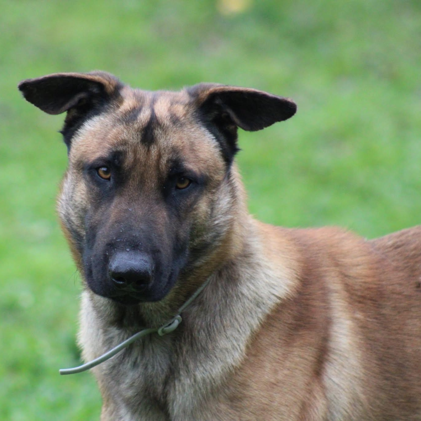 Frogger, ADOPTABLE, Adult Male Belgian Shepherd / Malinois.