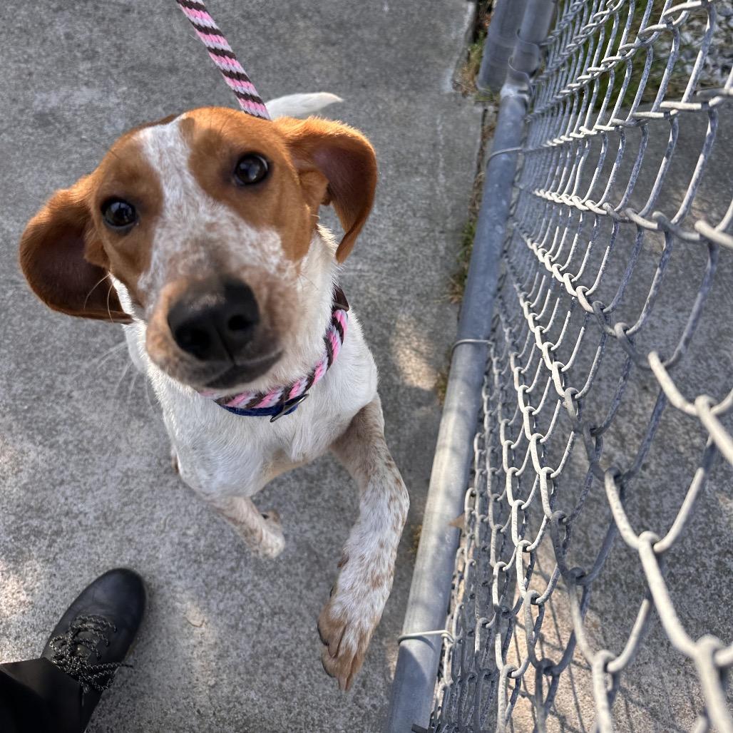 Nessie, Adoptable, Adult Female Hound.