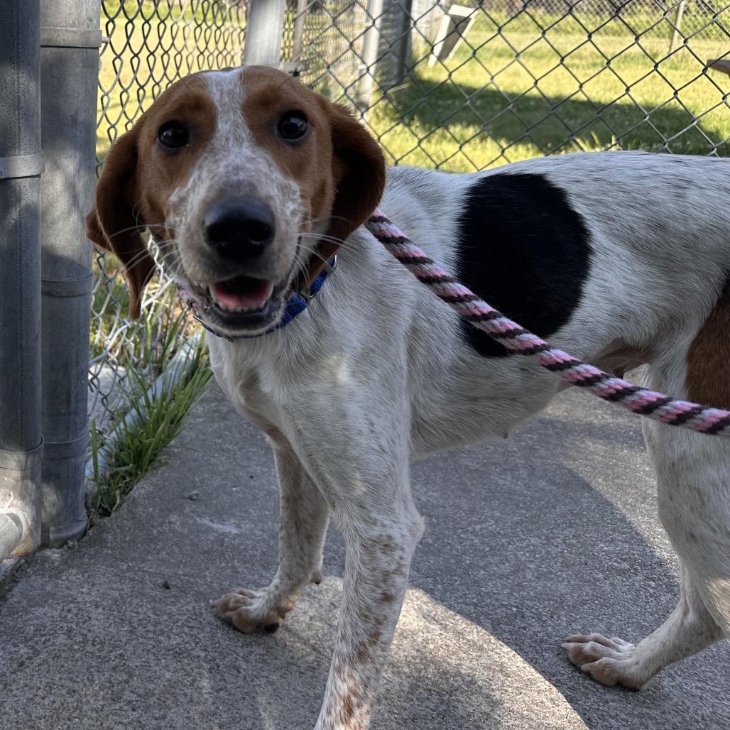 Enlarge Nessie, a Adoptable Hound in Chesapeake, VA image 2/6