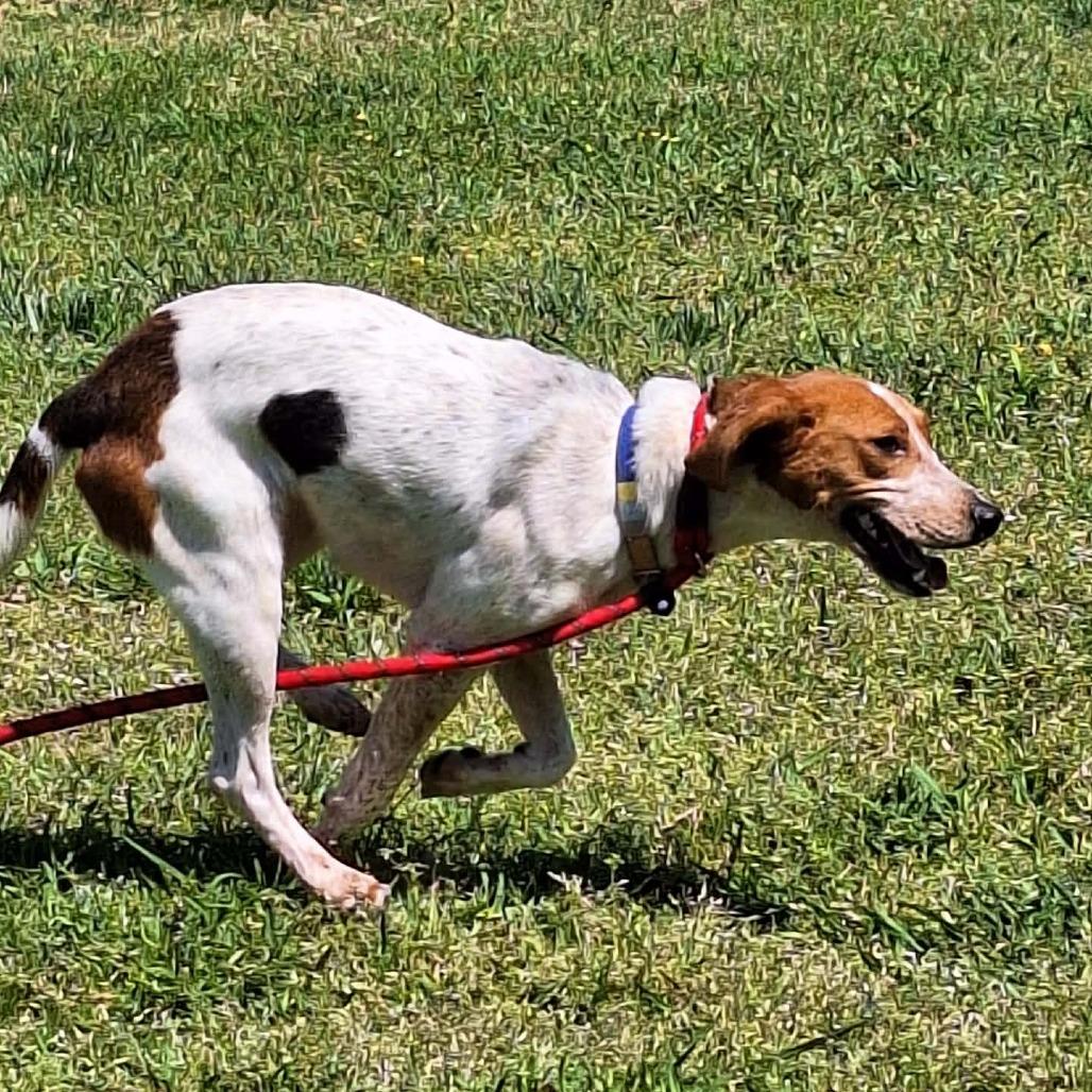 Enlarge Nessie, a Adoptable Hound in Chesapeake, VA image 3/6