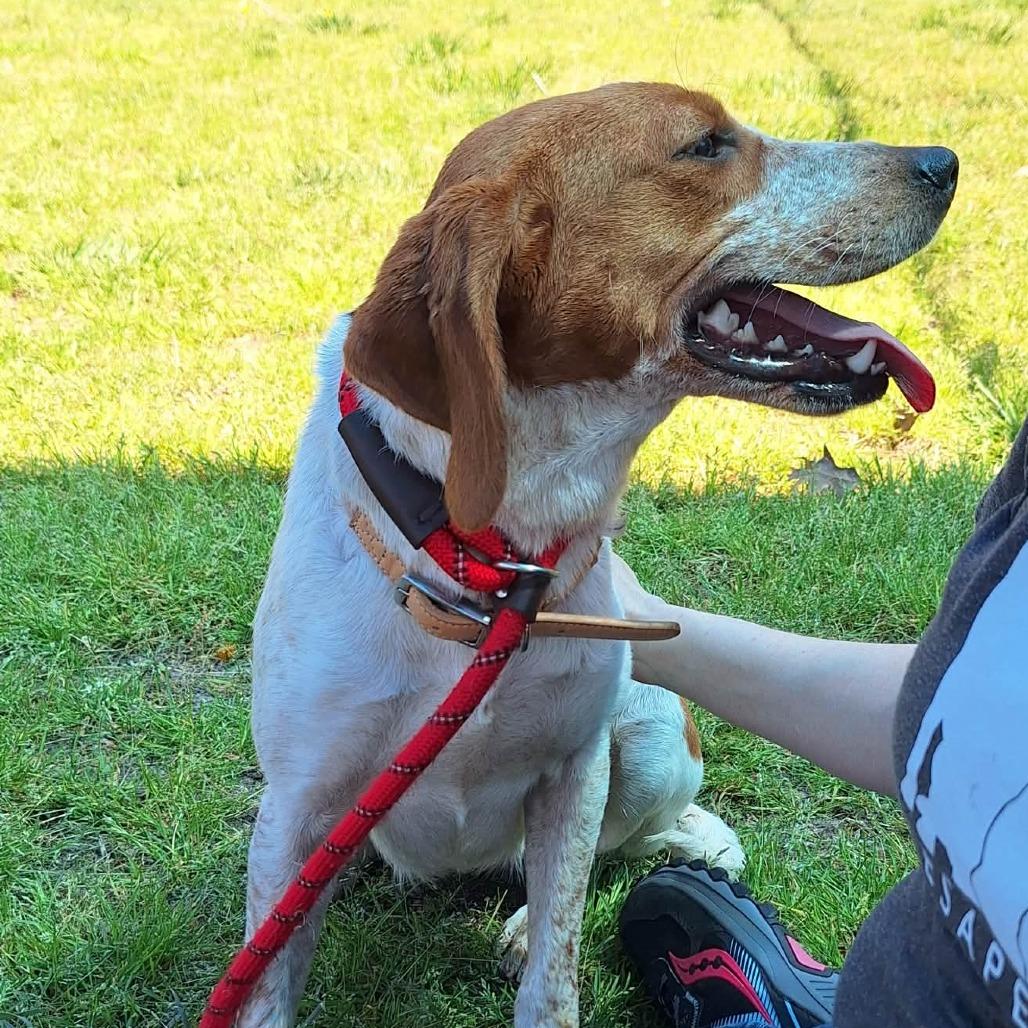 Enlarge Nessie, a Adoptable Hound in Chesapeake, VA image 4/6