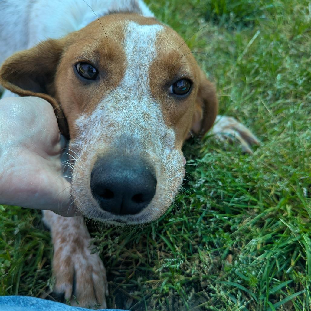 Enlarge Nessie, a Adoptable Hound in Chesapeake, VA image 5/6