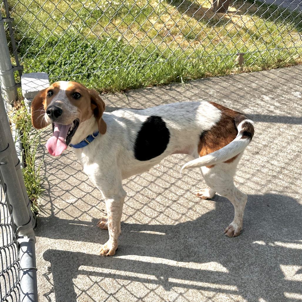 Enlarge Nessie, a Adoptable Hound in Chesapeake, VA image 6/6