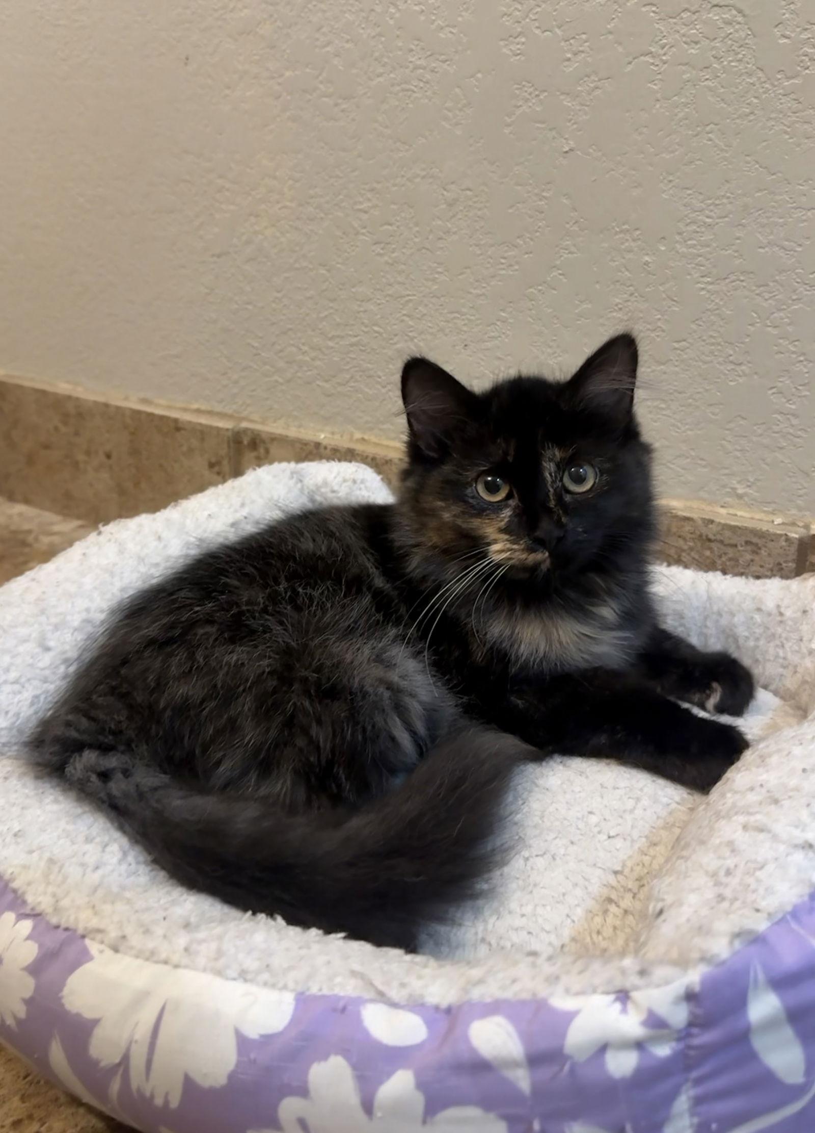 Enlarge Catarina, a Adoptable Domestic Medium Hair in Fort Collins, CO image 1/2