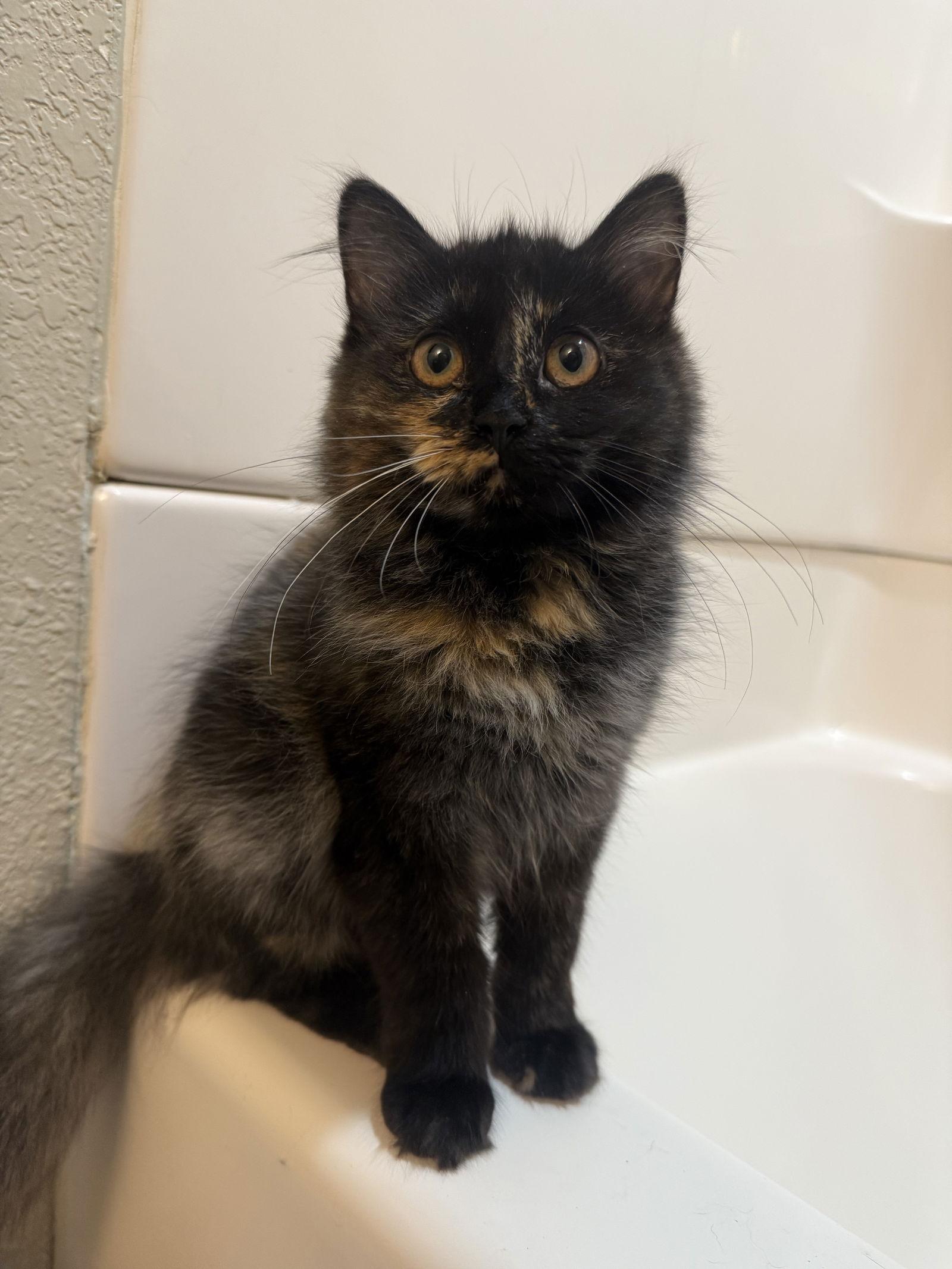 Enlarge Catarina, a Adoptable Domestic Medium Hair in Fort Collins, CO image 2/2
