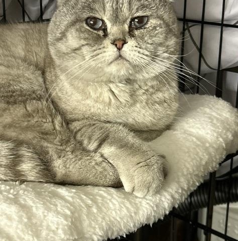 Enlarge Mickey -- Courtesy Posting, an adopted Scottish Fold in Kinnelon, NJ image 1/1