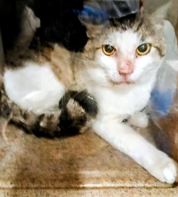 BODHISATTVA, Adoptable, Adult Male Domestic Short Hair.