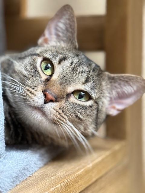 Enlarge Peggy, an adoptable Domestic Short Hair in Saranac Lake, NY image 1/2