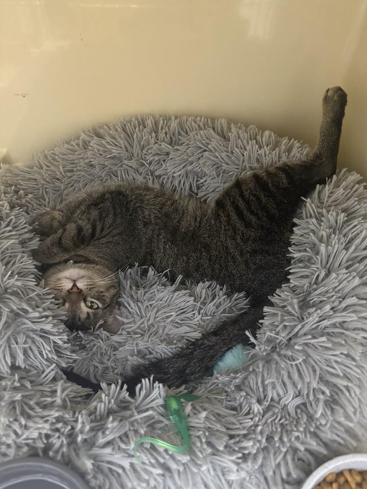 Enlarge Peggy, a ADOPTABLE Domestic Short Hair in Saranac Lake, NY image 1/1