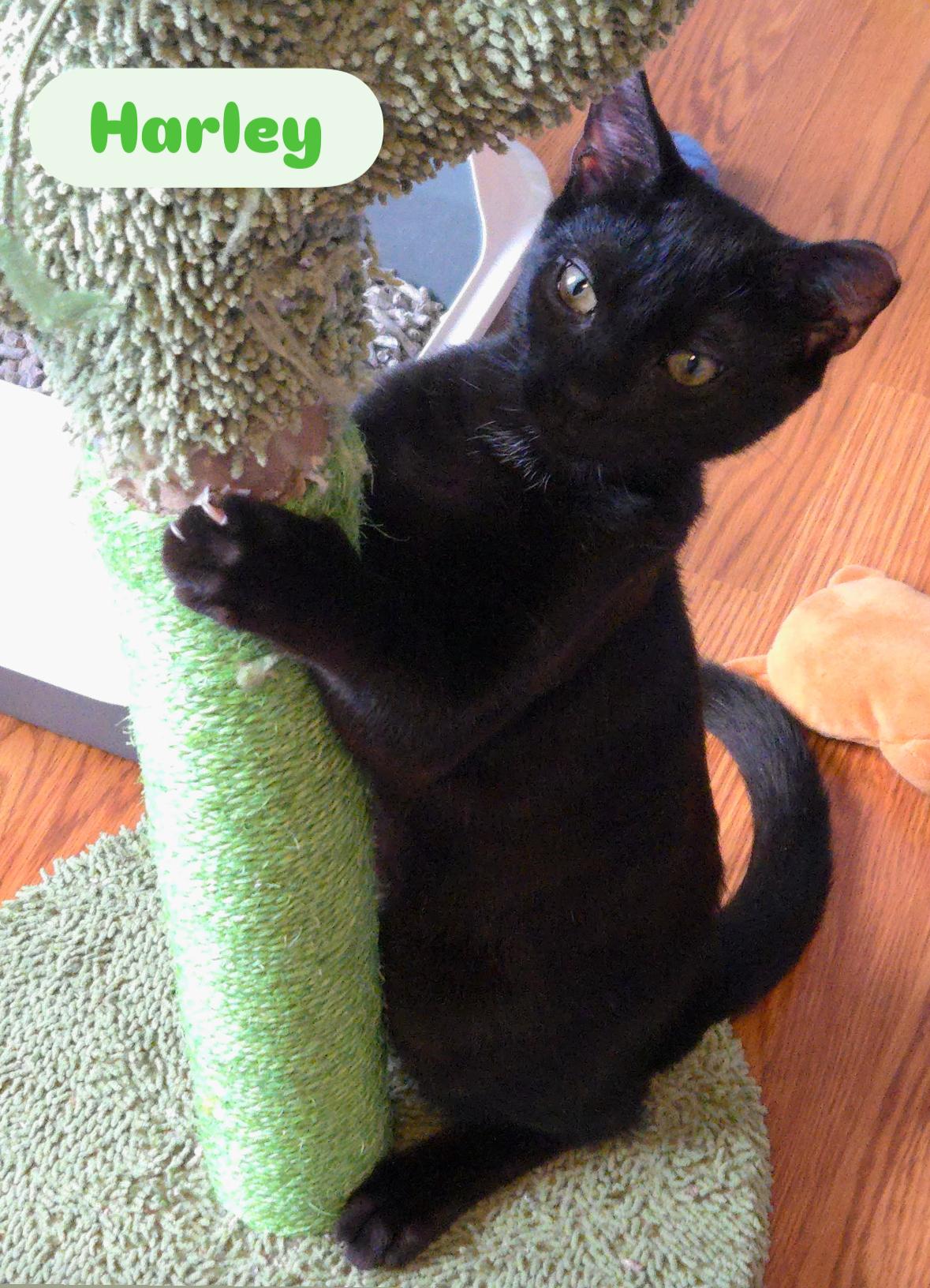 Enlarge Batman , Harley , Jack, an adoptable American Shorthair in Staten Island, NY image 1/6