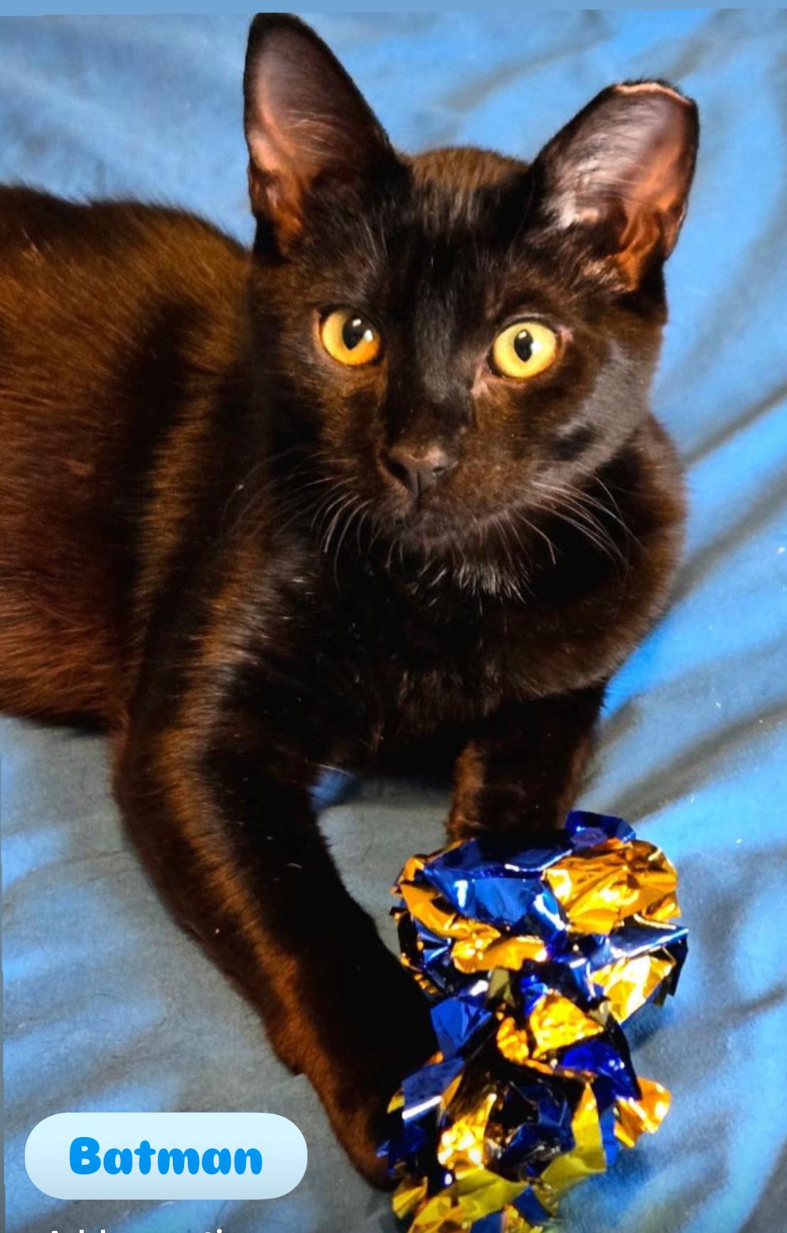 Enlarge Batman , Harley , Jack, an adoptable American Shorthair in Staten Island, NY image 6/6