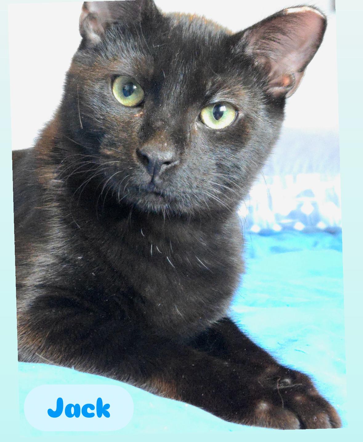 Enlarge Batman , Harley , Jack, an adoptable American Shorthair in Staten Island, NY image 5/6