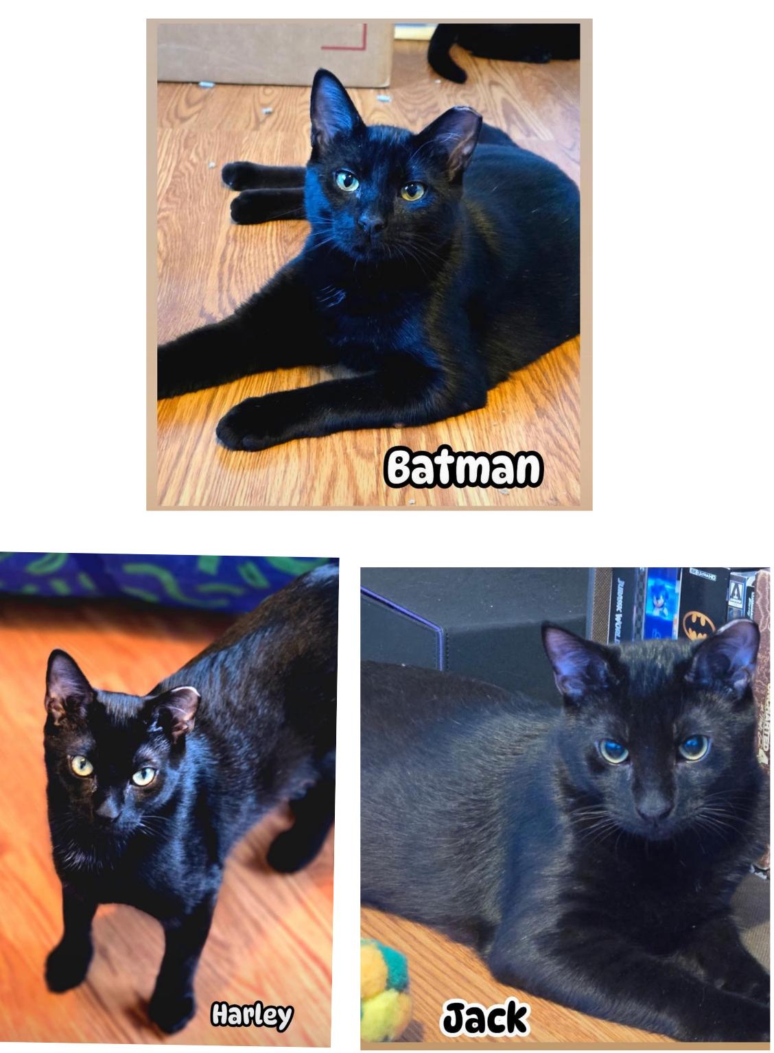 Enlarge Batman , Harley , Jack, an adoptable American Shorthair in Staten Island, NY image 2/6