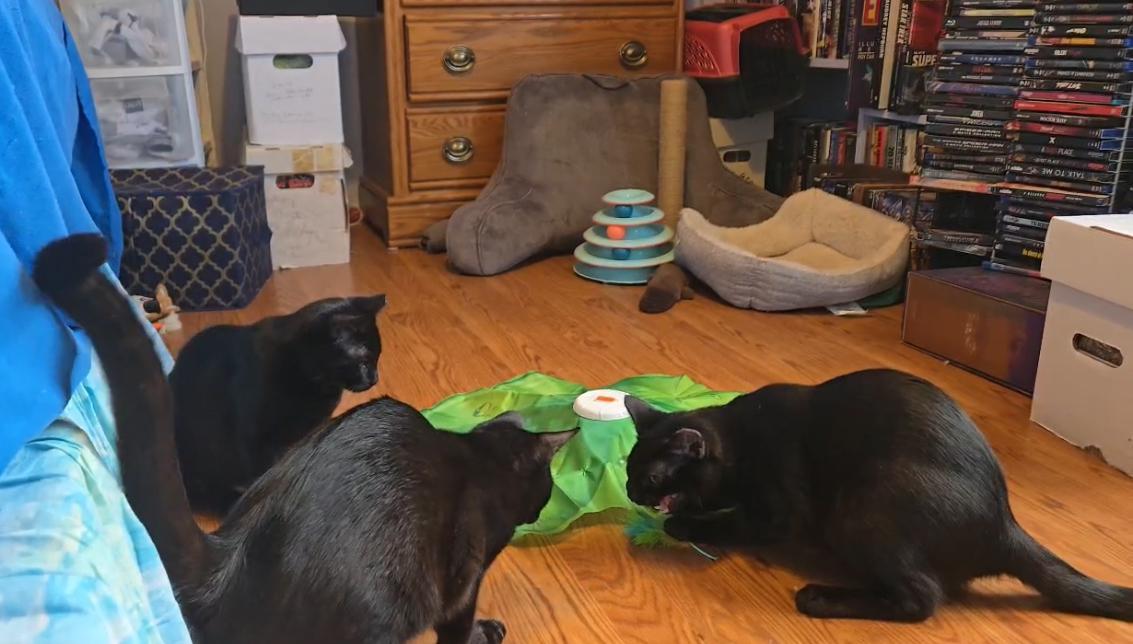 Enlarge Batman , Harley , Jack, an adoptable American Shorthair in Staten Island, NY image 3/6