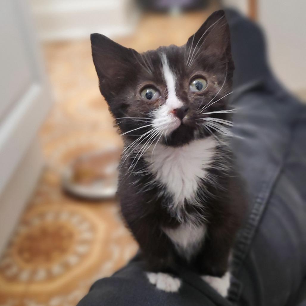 Belinda, Adoptable, Kitten Female Domestic Short Hair.