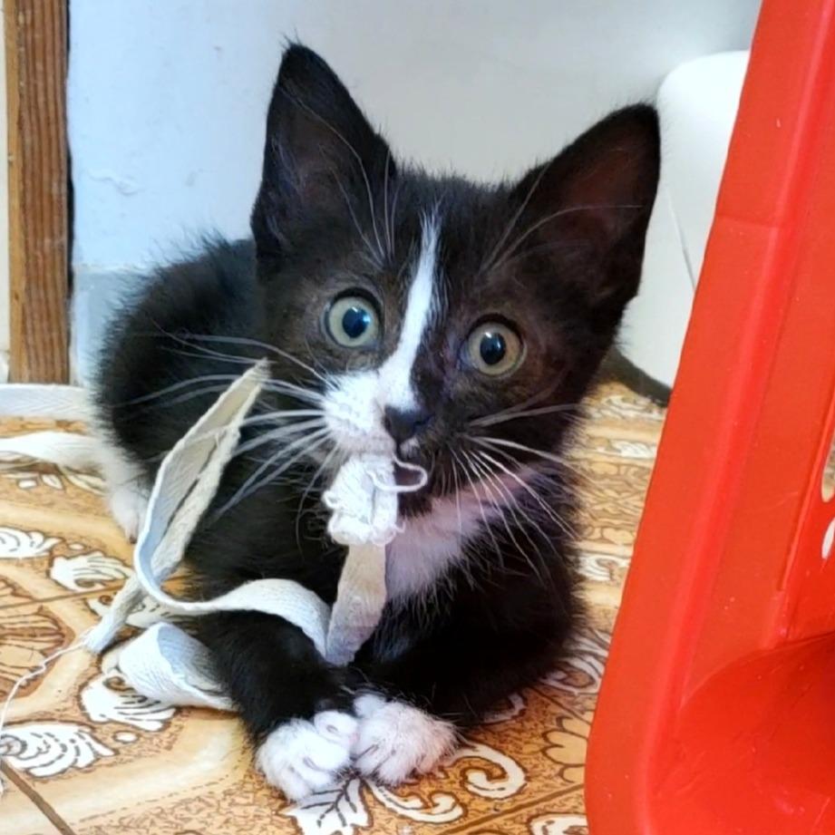 Belinda, a Adoptable Domestic Short Hair in Cheyenne, WY image 2/2