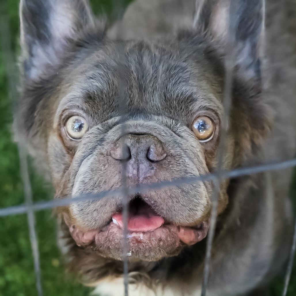 Nimbus, Adoptable, Adult Male French Bulldog.