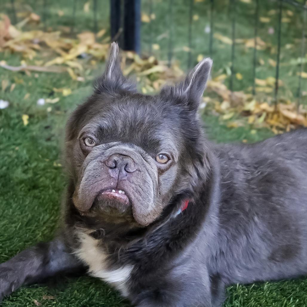 Enlarge Nimbus, a Adoptable French Bulldog in Las Vegas, NV image 2/4