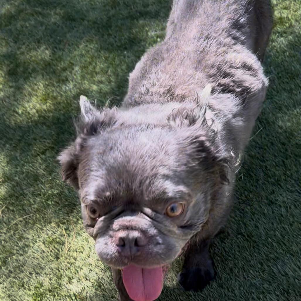 Enlarge Nimbus, a Adoptable French Bulldog in Las Vegas, NV image 3/4
