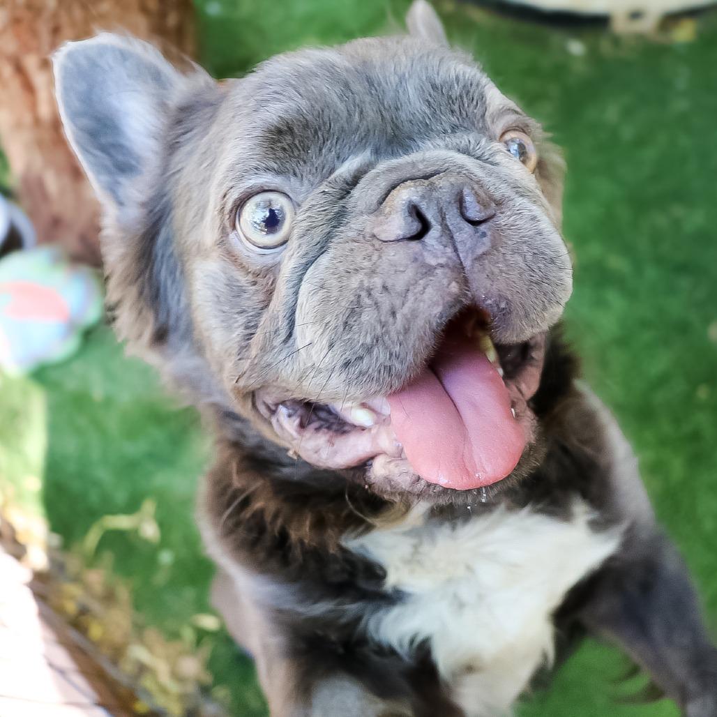 Enlarge Nimbus, a Adoptable French Bulldog in Las Vegas, NV image 4/4