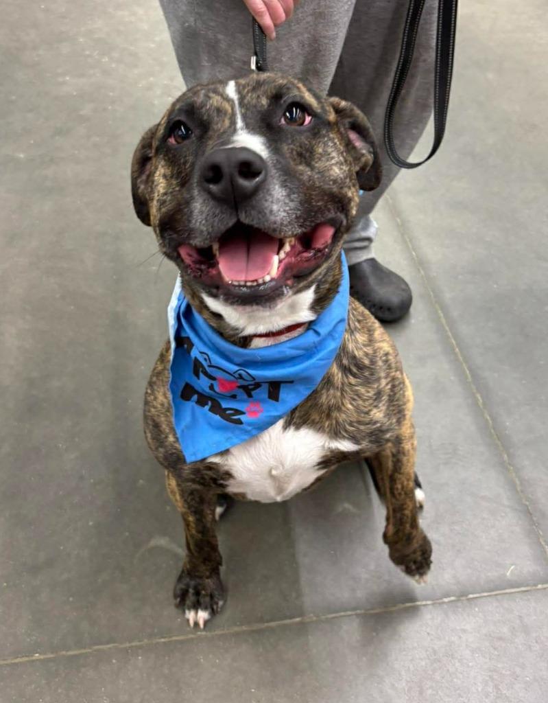 Wells, Adoptable, Adult Male Terrier & Labrador Retriever.