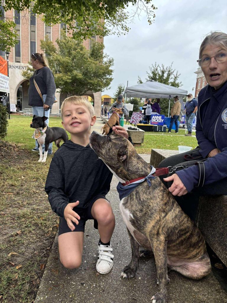 Wells, a Adoptable mixed breed in Hartsville, SC image 1/6