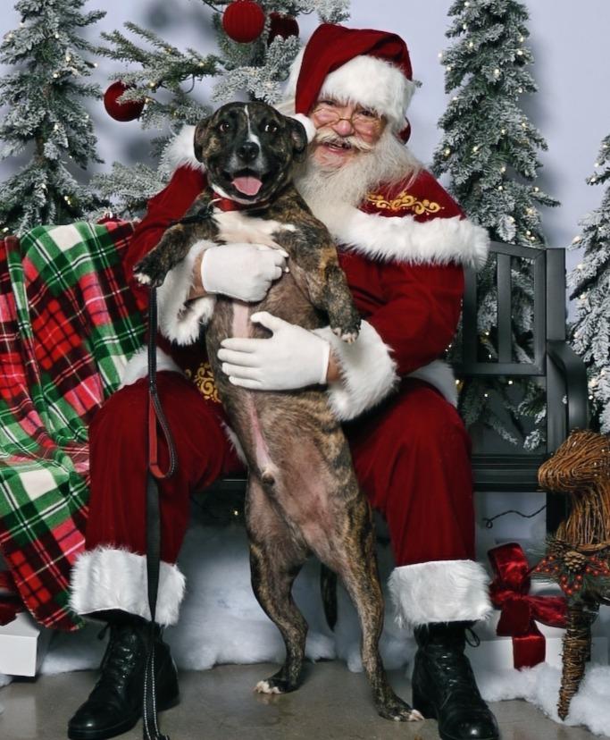 Enlarge Wells, a Adoptable mixed breed in Hartsville, SC image 3/6