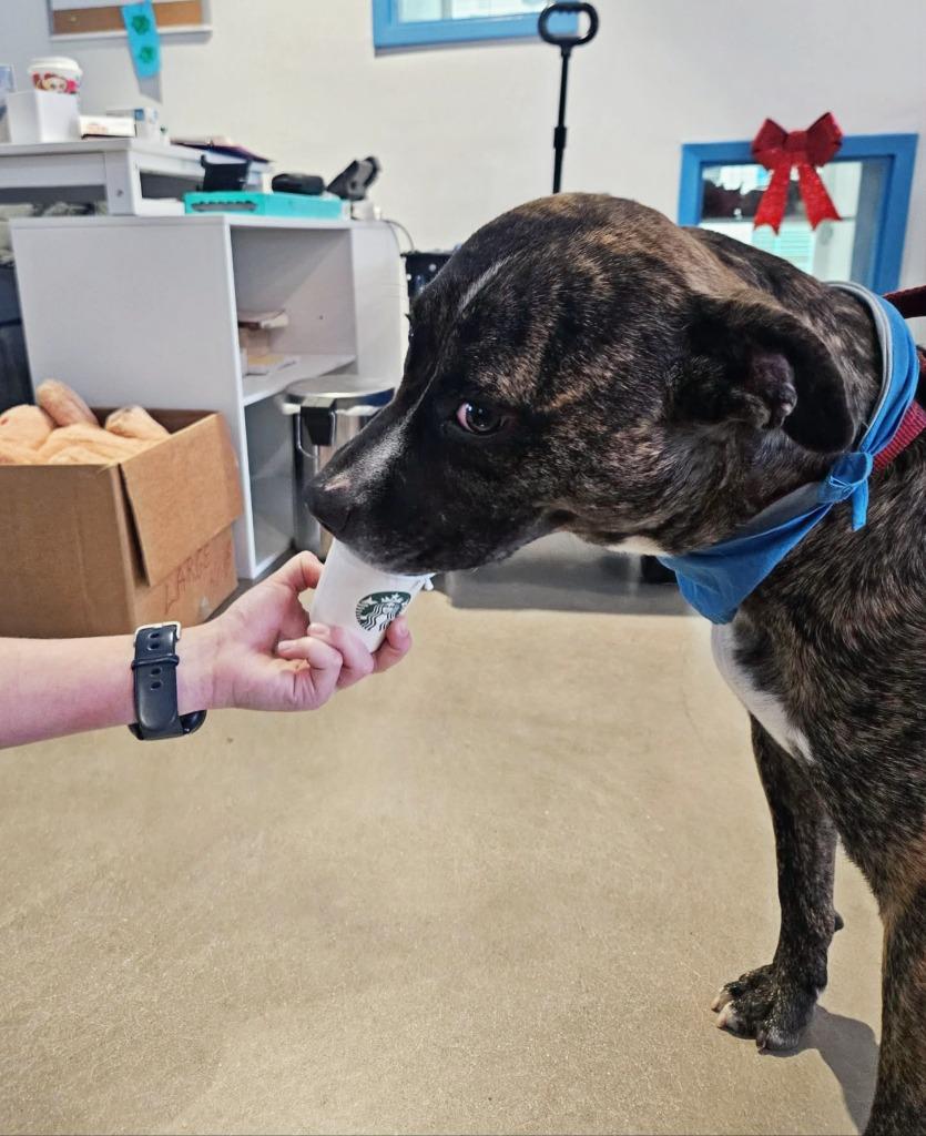 Enlarge Wells, a Adoptable mixed breed in Hartsville, SC image 4/6