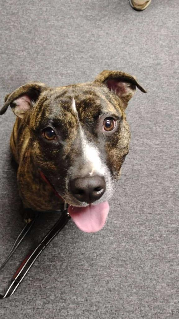 Wells, a Adoptable mixed breed in Hartsville, SC image 3/6