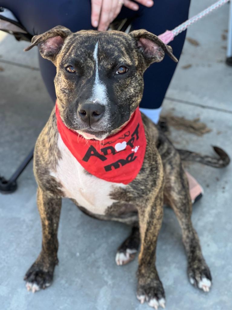 Wells, a Adoptable mixed breed in Hartsville, SC image 4/6