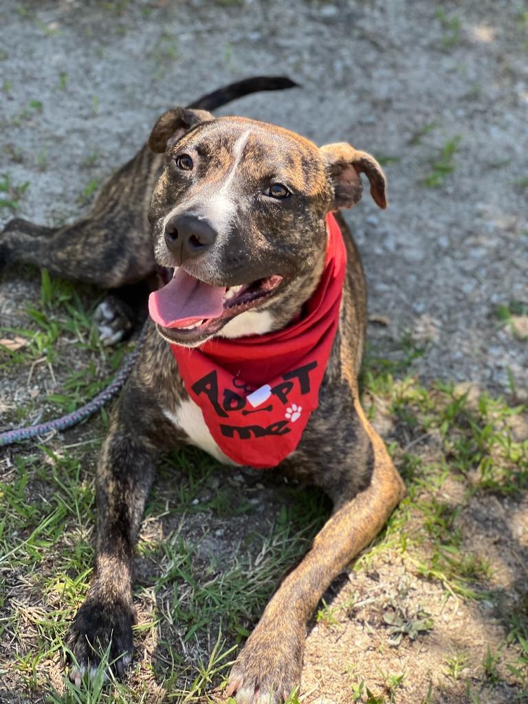 Wells, a Adoptable mixed breed in Hartsville, SC image 5/6