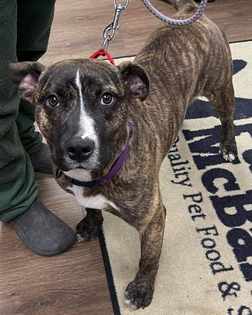Wells, Adult Male Terrier
