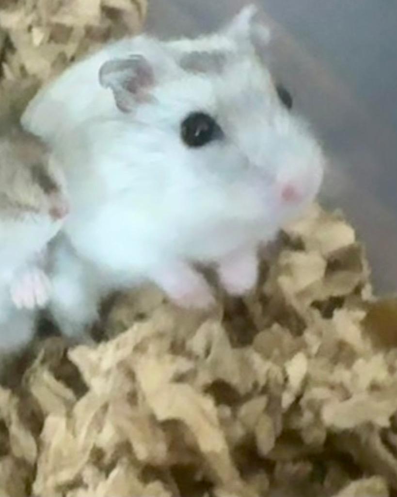 Enlarge Provolone, a Adoptable Hamster in Indianapolis, IN image 1/1