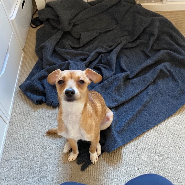 Enlarge Ginger Spice, a Adoptable mixed breed in MONUMENT, CO image 3/4