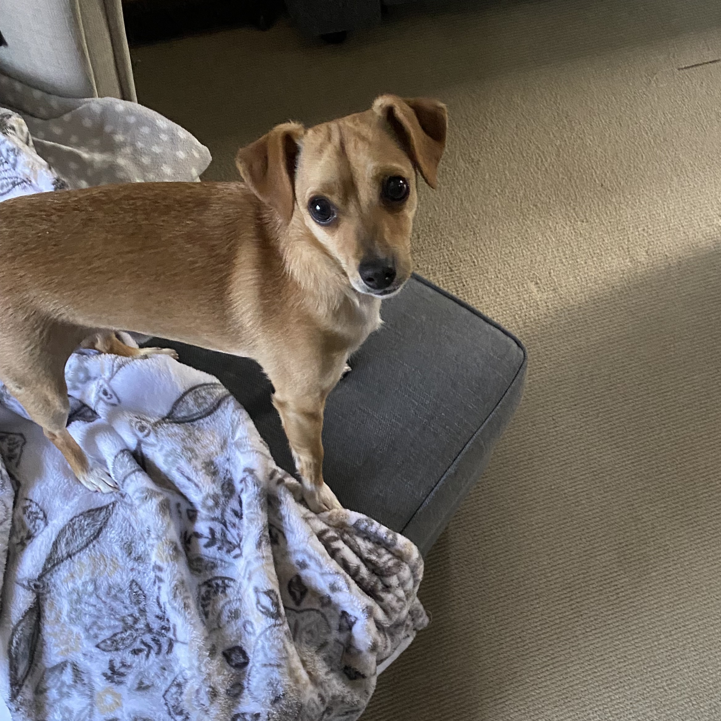 Enlarge Ginger Spice, a Adoptable mixed breed in MONUMENT, CO image 1/4