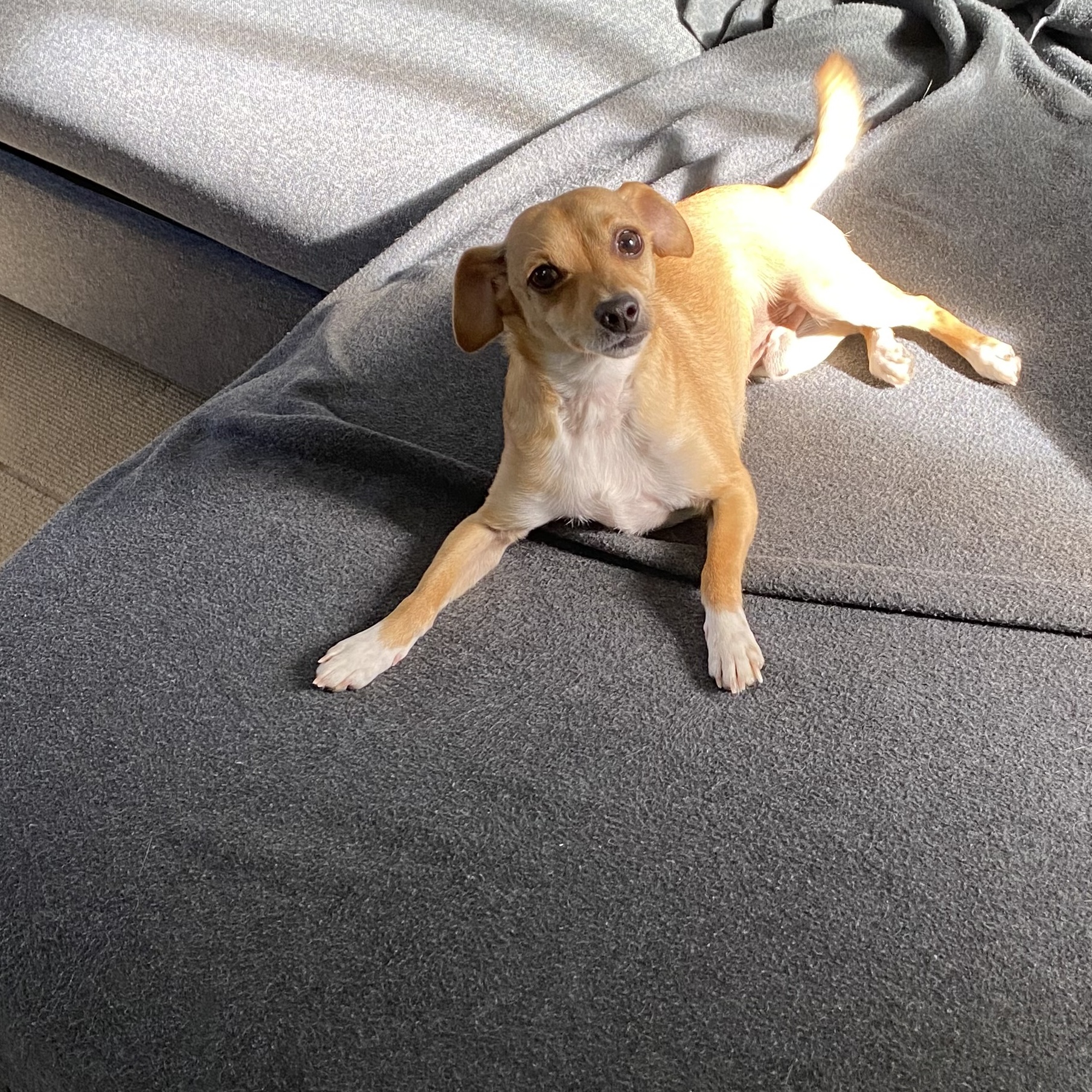 Enlarge Ginger Spice, a Adoptable mixed breed in MONUMENT, CO image 2/4